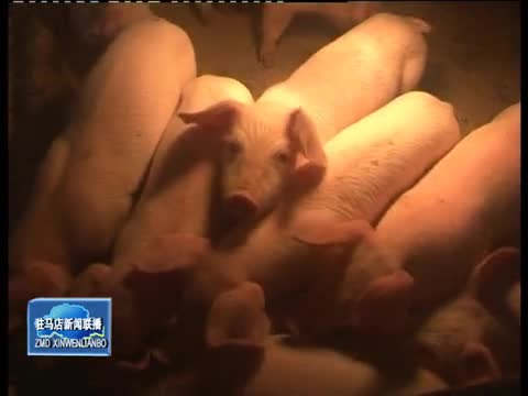 上蔡县生猪养殖业蓬勃发展