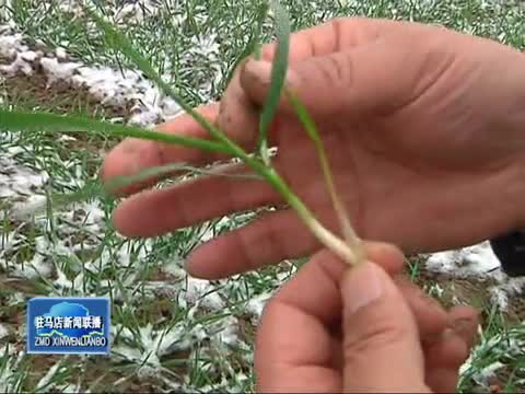 市农业专家：小麦越冬应及时及早加强田间管理
