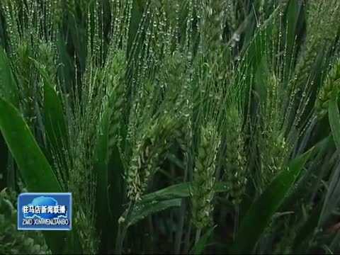 市农业专家提醒小麦防控赤霉病