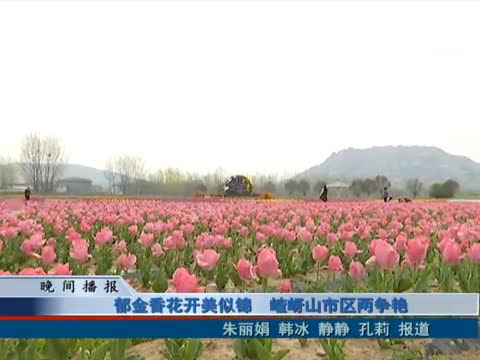 郁金香花开美似锦 嵖岈山市区两争艳