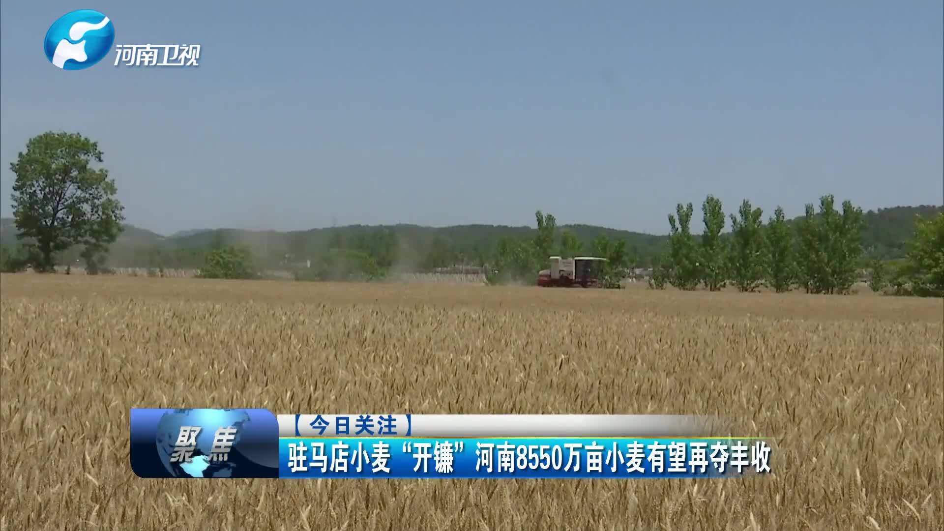 驻马店小麦“开镰” 河南8550万亩小麦有望再夺丰收