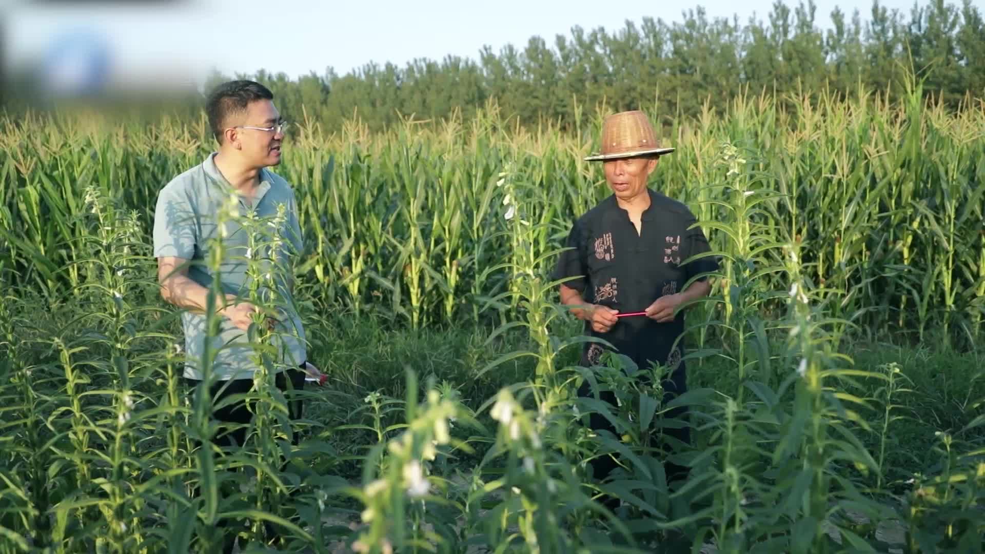 短视频《非遗文化·匠心传承》—— 正道小磨香油芝麻酱制作技艺