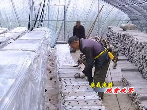 老河乡老关庄村：香菇产业助力脱贫攻坚