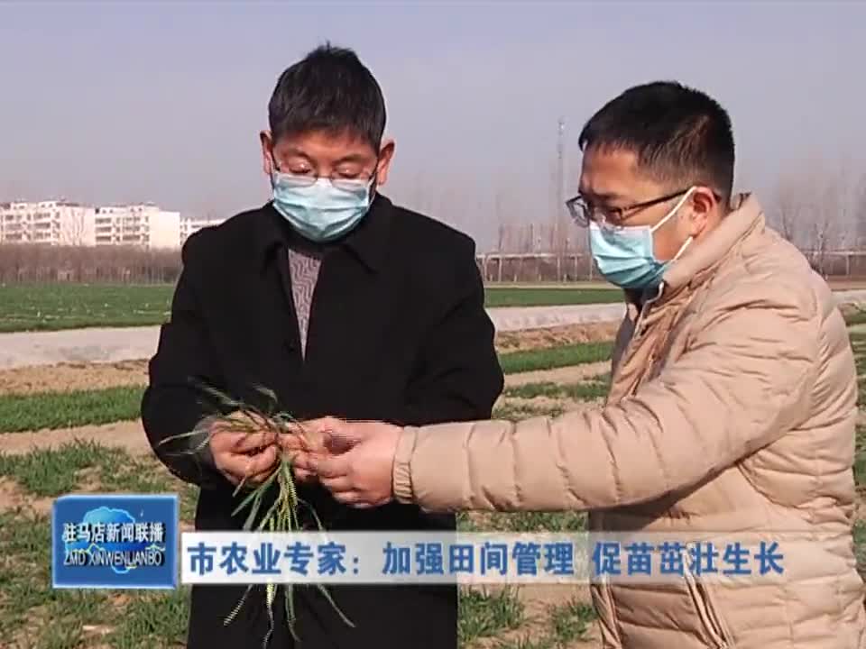 市农业专家：加强天剑管理 促苗茁壮生长