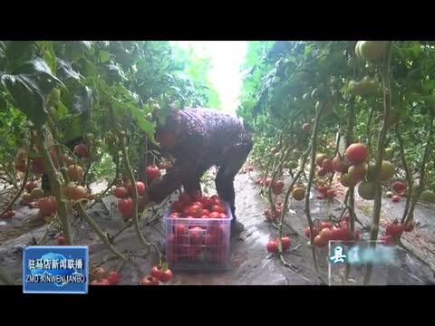 遂平县沈庄村：西红柿成为致富果