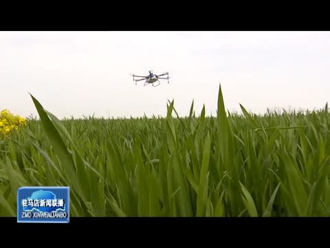 正阳县：加强春季麦田管理 促进小麦优质高效生长