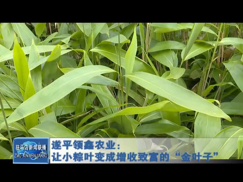 遂平领鑫农业：让小粽叶变成增收致富的“金叶子”