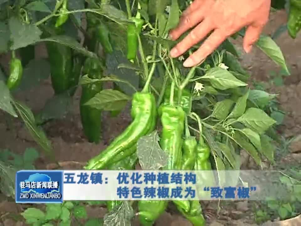 五龙镇：优化种植结构 特色辣椒成为“致富椒”