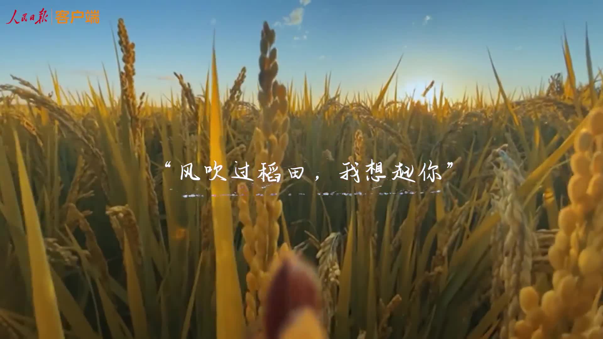 风吹过稻田，我们就想起您
