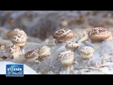 遂平县文城乡：发展花菇产业 助农民增收致富