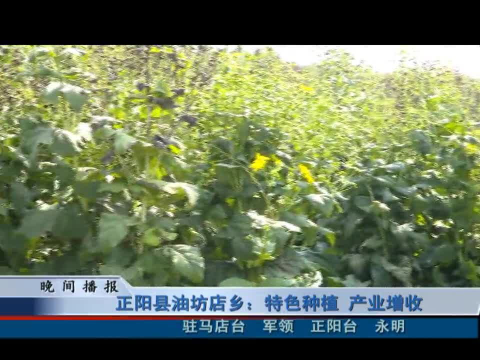 正阳县油坊店乡：特色种植 产业增收