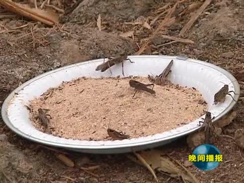 王道国：养殖蚂蚱 走上致富路