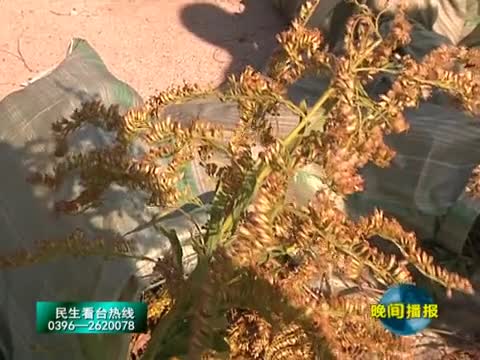 市区发现“加拿大一枝黄花” 市园林部门立即清除