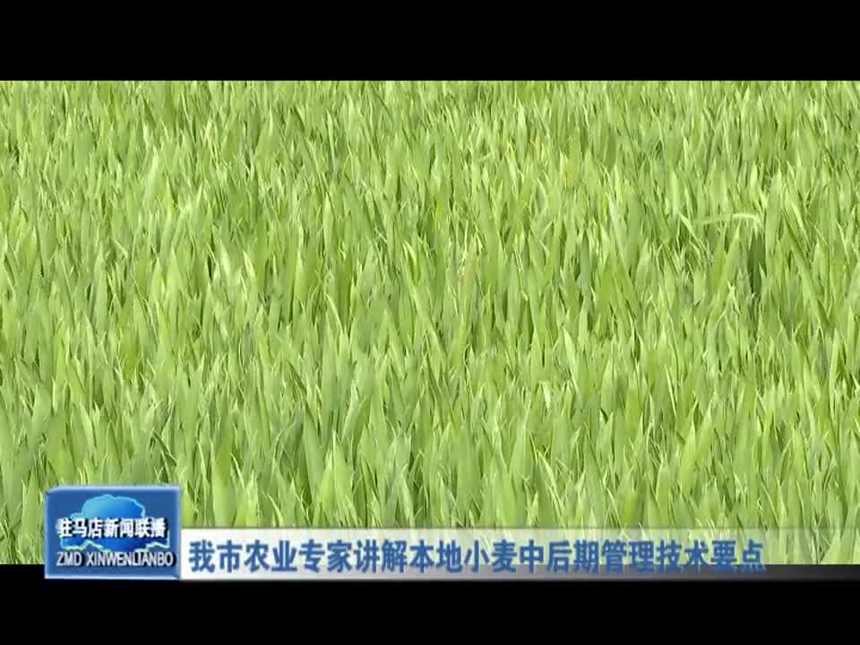 驻马店市农业专家讲解本地小麦中后期管理技术要点