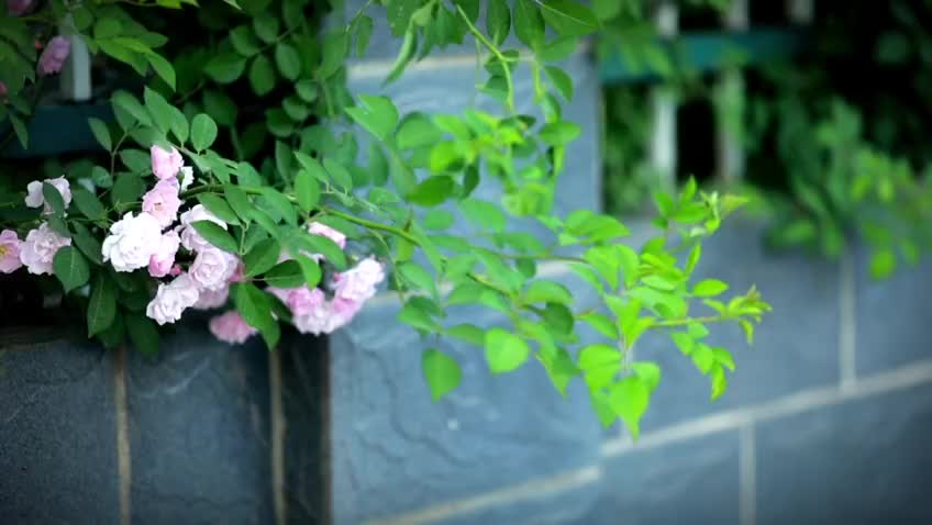 西平：蔷薇花开迎夏来