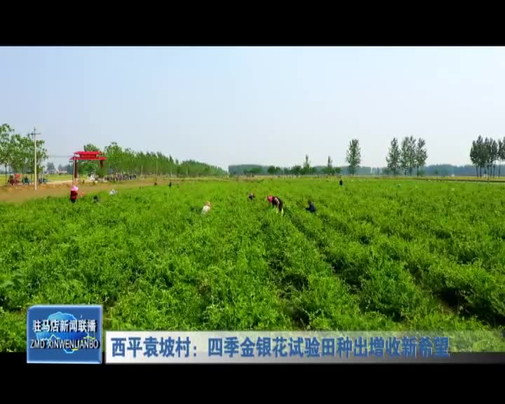 西平袁坡村：四季金银花试验田种出增收新希望
