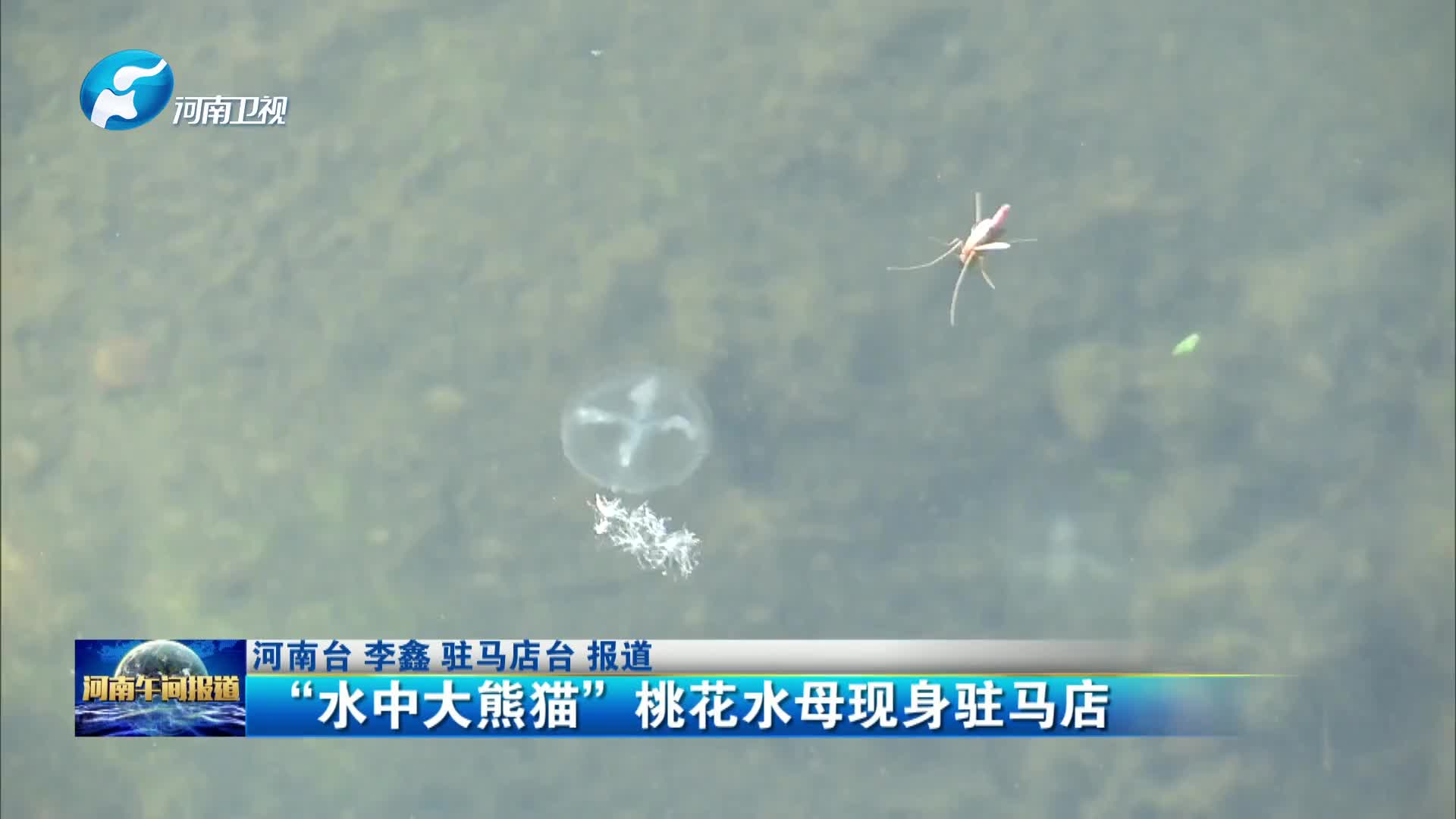 “水中大熊猫”桃花水母现身驻马店