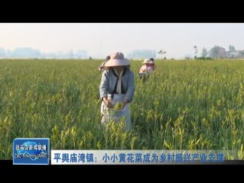 平舆庙湾镇：小小黄花菜成为乡村振兴产业支撑