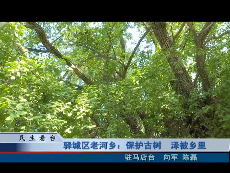 驿城区老河乡：保护古树 泽被乡里