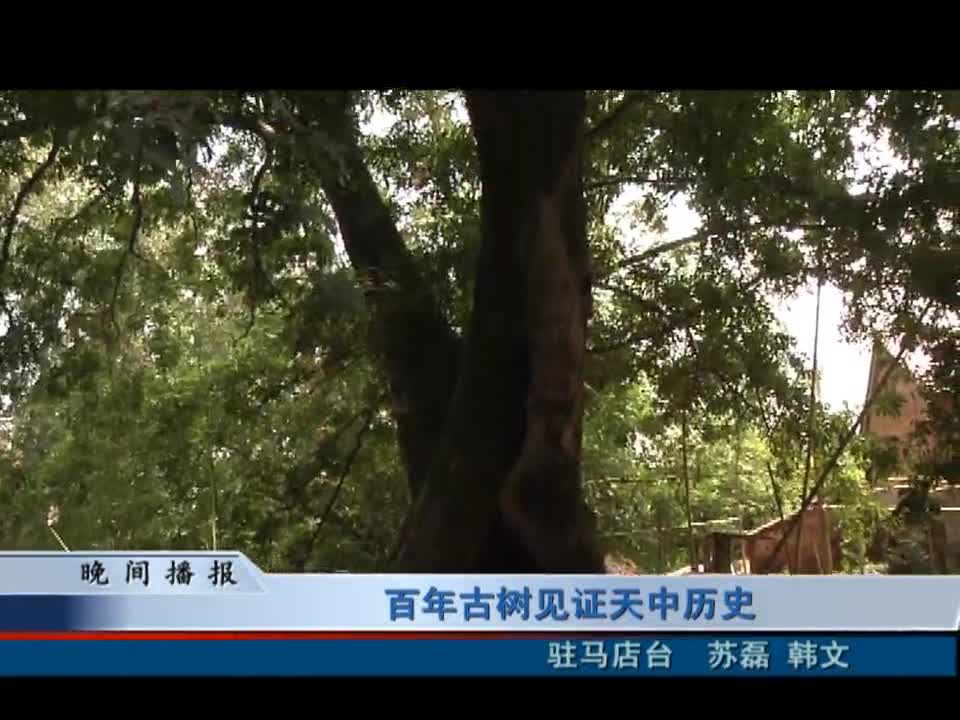 百年古树见证天中历史