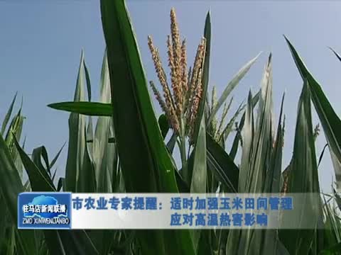 驻马店市农业专家提醒：适时加强玉米田间管理 应对高温热害影响