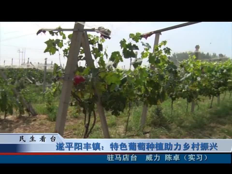 遂平阳丰镇：特色葡萄种植助力乡村振兴