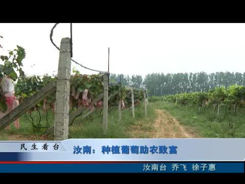 汝南：種植葡萄助農致富