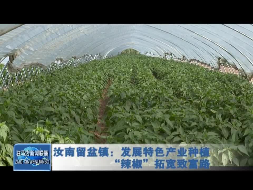 汝南留盆镇：发展特色产业种植 “辣椒”拓宽致富路