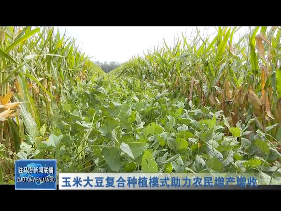 玉米大豆复合种植模式助力农民增产增收