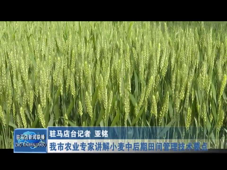 我市農業專家講解小麥中后期田間管理技術要點