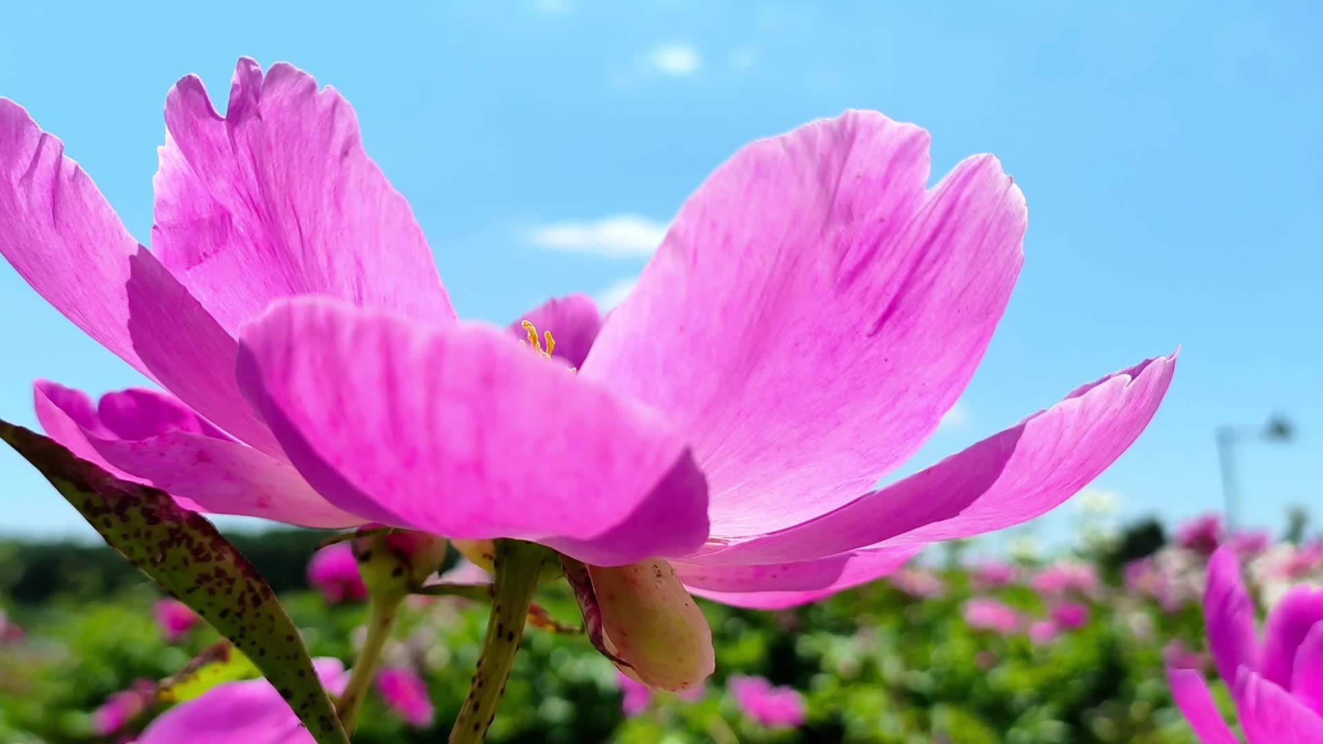 美丽乡村！确山王岗芍药花开成海