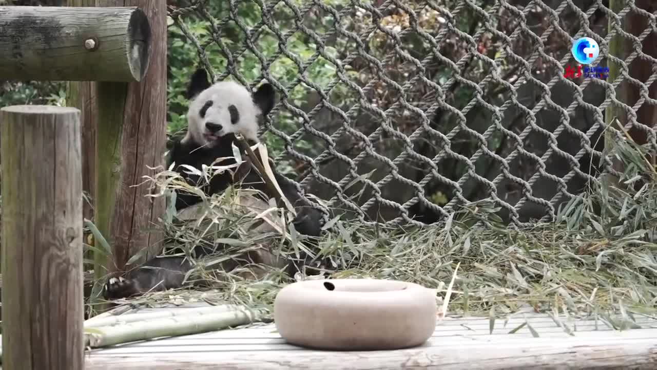 “丫丫”启程回国，欢迎回家！