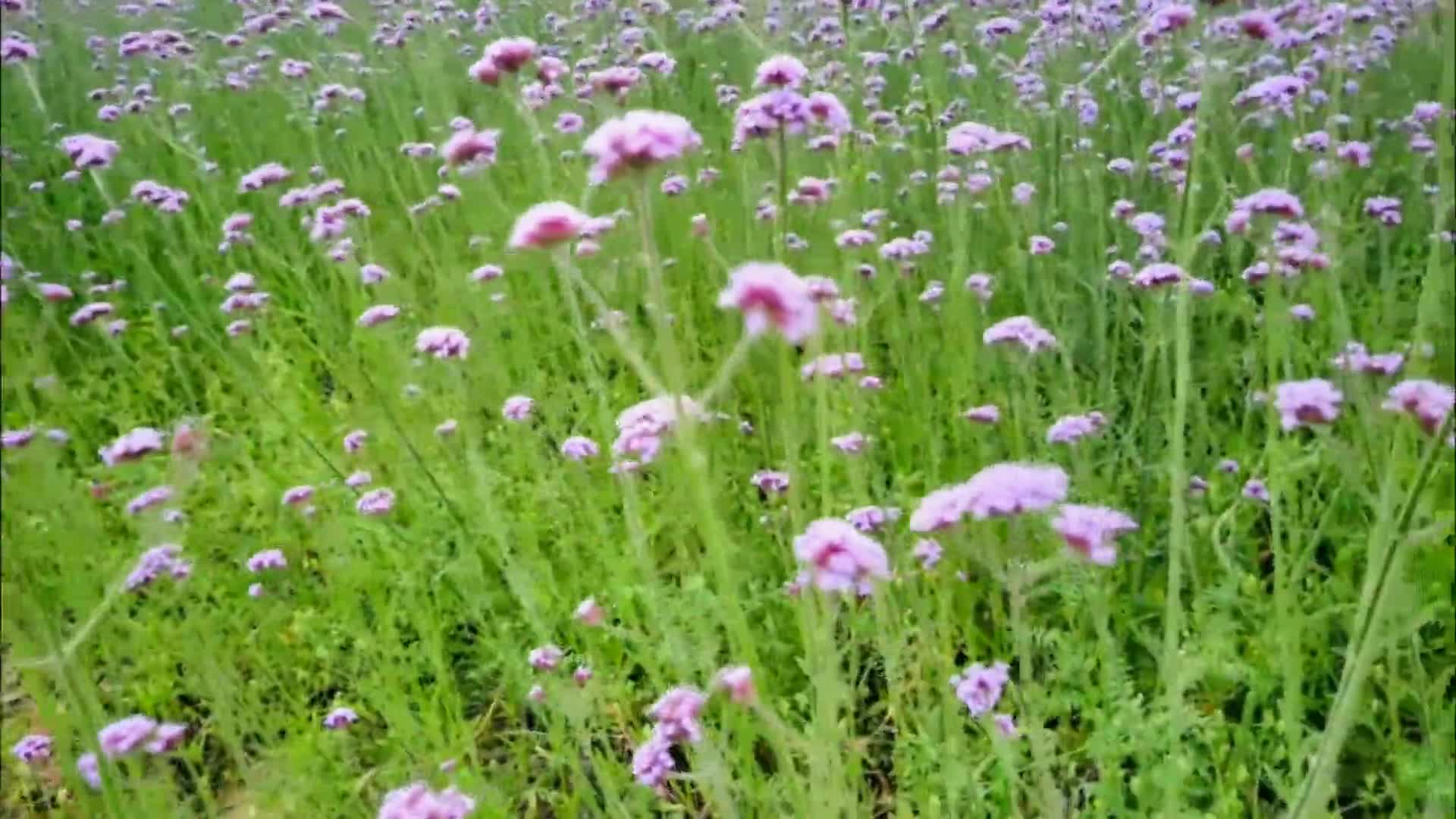 确山新晋打卡地！紫色河心公园 遇见初夏浪漫