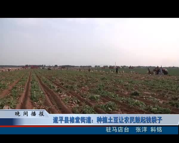 遂平县褚堂街道：种植土豆让农民鼓起钱袋子