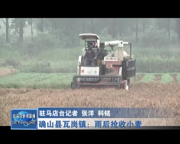 确山县瓦岗镇：雨后抢收小麦