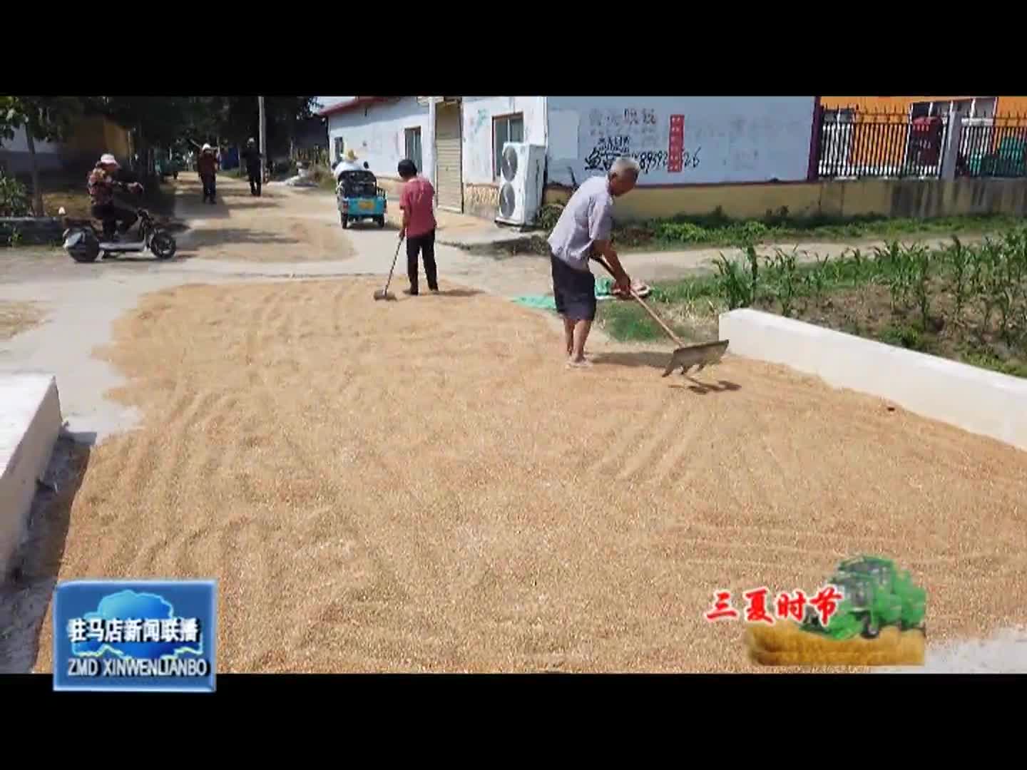 汝南县：多措并举全力以赴 确保小麦颗粒归仓