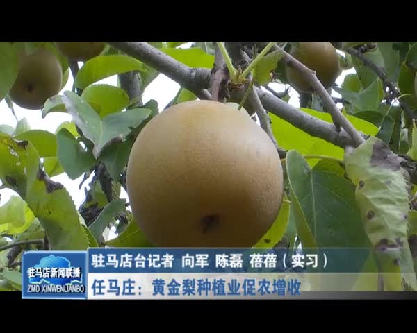 任马庄：黄金梨种植业促农增收
