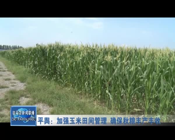 平舆：加强玉米田间管理 确保秋粮丰产丰收