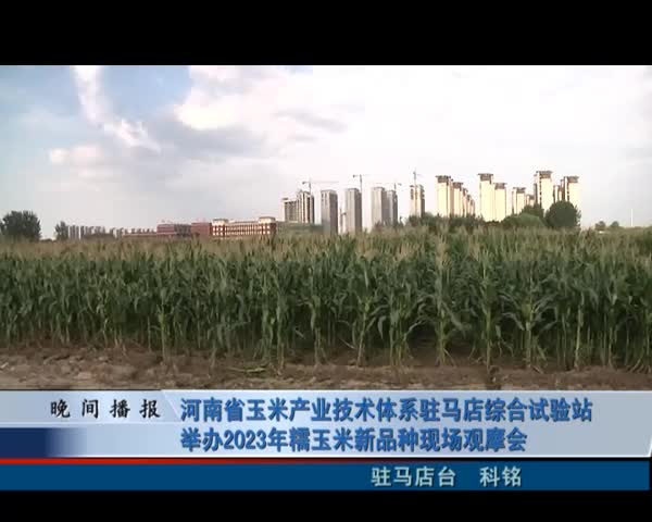 河南省玉米产业技术体系驻马店综合试验站举办2023年糯玉米新品种现场观摩会