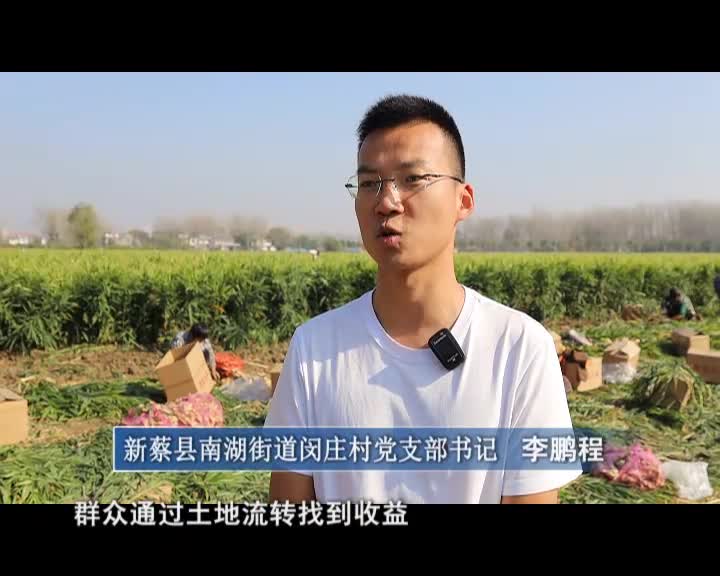 新蔡南湖街道：生姜种植增添乡村产业新功能
