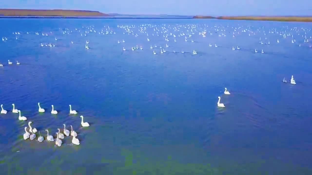 中原美麗天鵝湖——駐馬店宿鴨湖