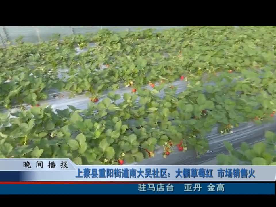 上蔡縣重陽街道南大吳社區：大棚草莓紅 市場銷售火