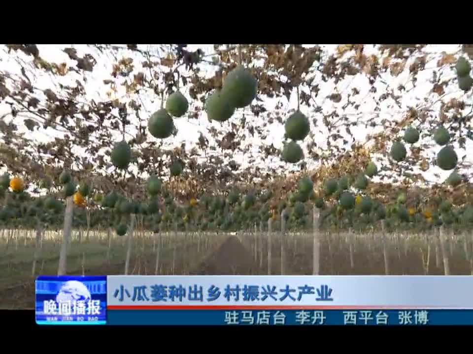 小瓜蒌种出乡村振兴大产业