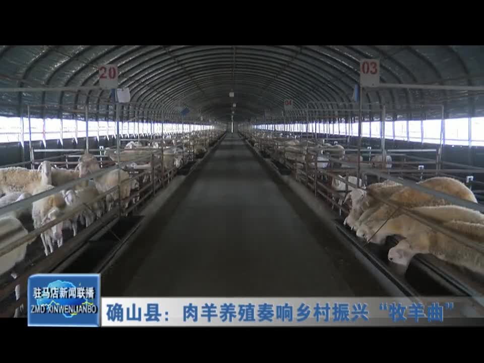 确山县：肉羊养殖奏响乡村振兴“牧羊曲”