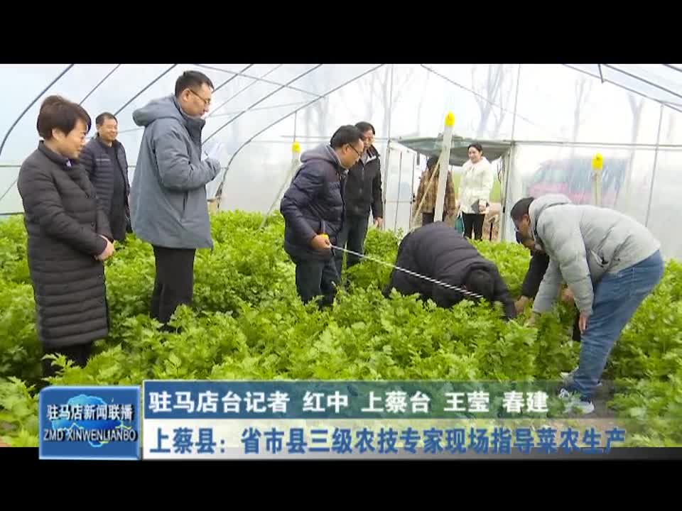 上蔡县：省市县三级农技专家现场指导菜农生产