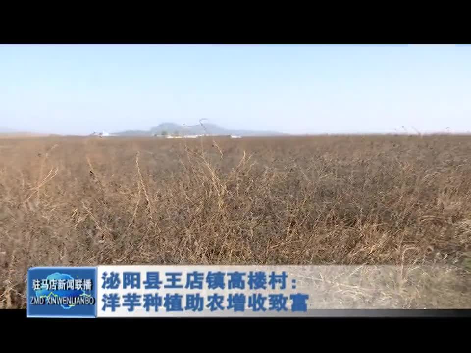 泌阳县王店镇高楼村：洋芋种植助农增收致富