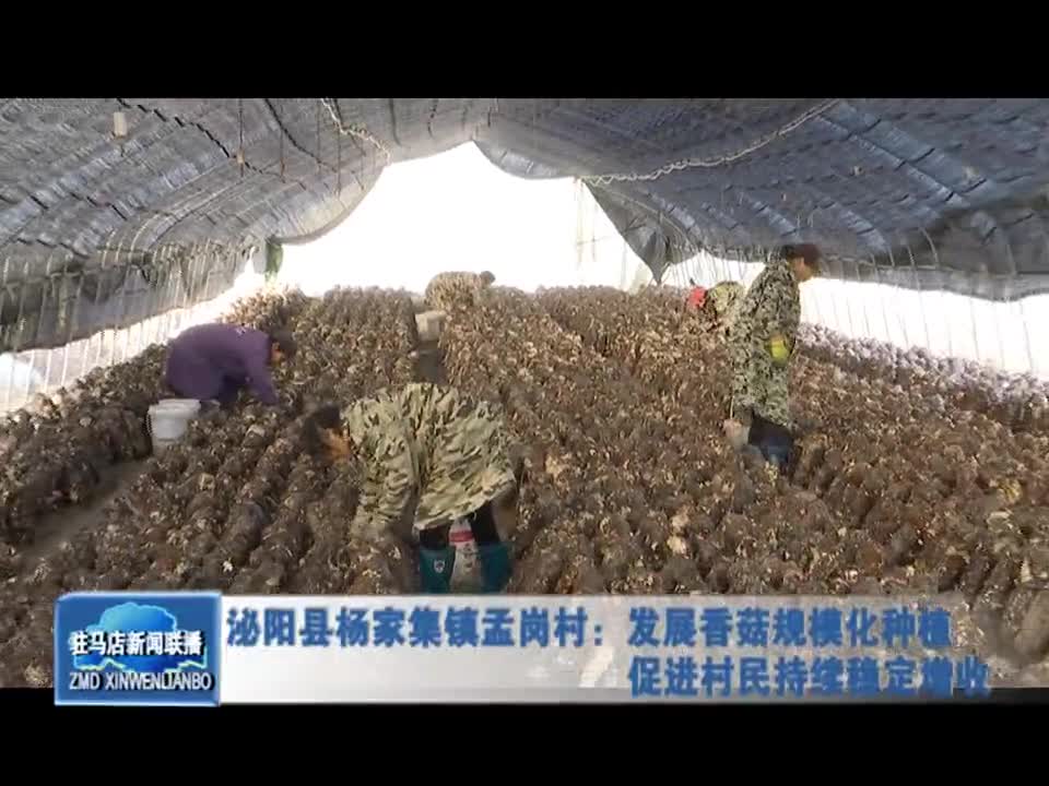 泌阳县杨家集镇孟岗村：发展香菇规模化种植 促进村民持续稳定增收