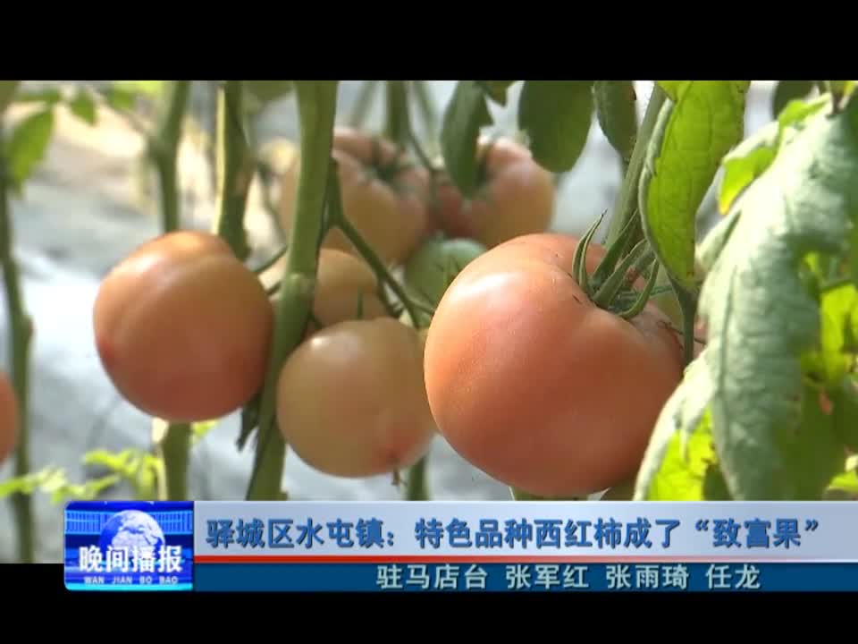 驿城区水屯镇：特色品种西红柿成了“致富果”
