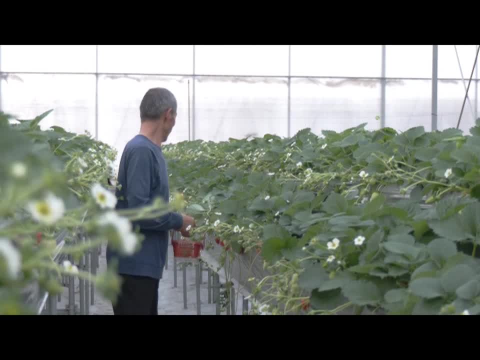 “空中”种草莓 满满“科技范”