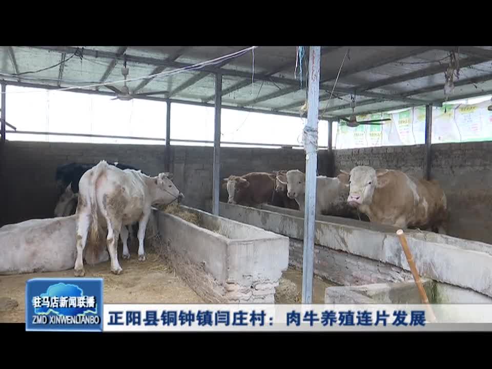 正阳县铜钟镇闫庄村：肉牛养殖连片发展